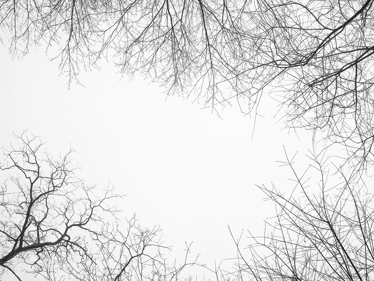 Bare-trees-silhouette-scene-01