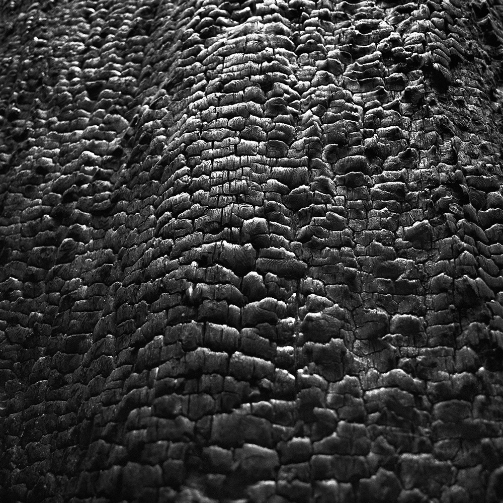Burned-Redwood-scene-01