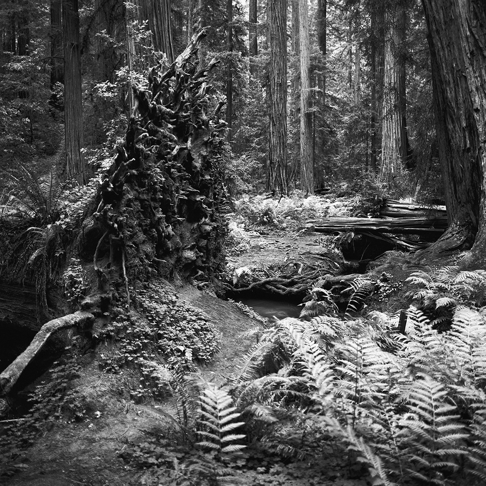 Fallen-Tree-Hendy-Woods-State-Park