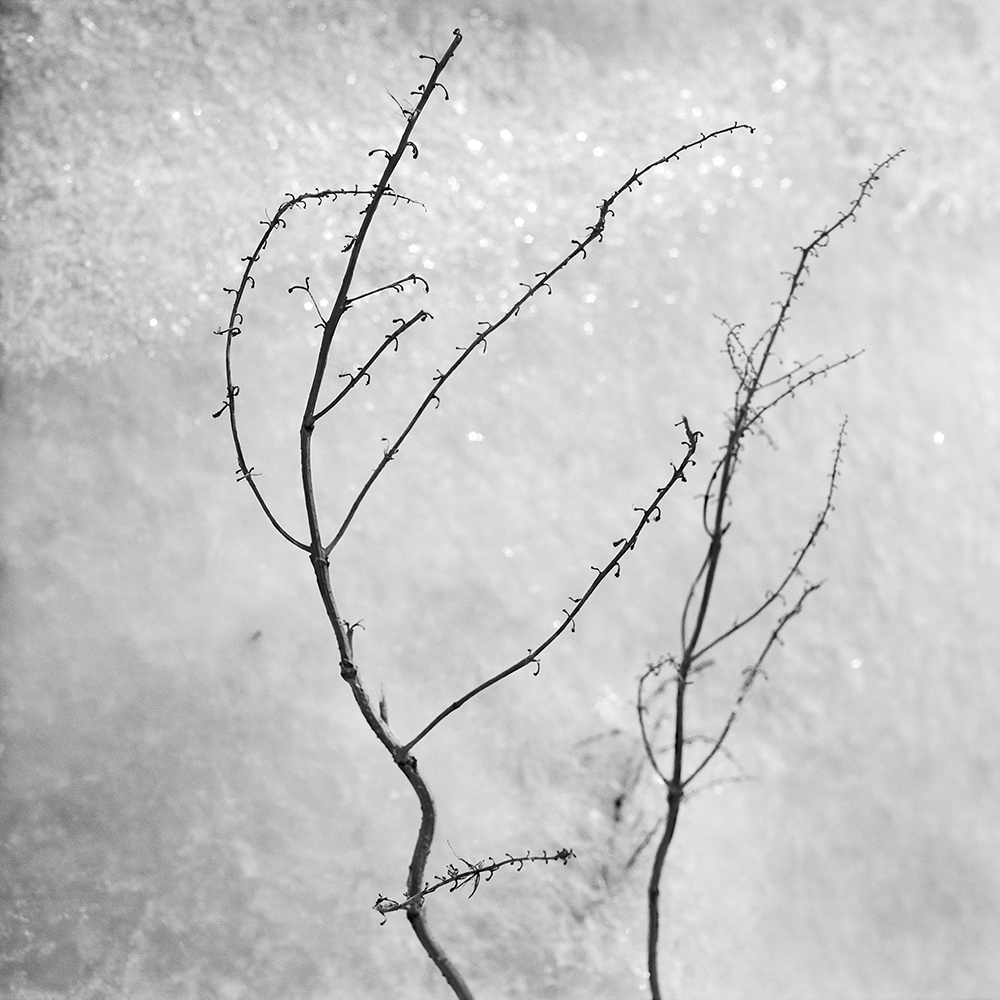 Ice-and-twiggs-scene-01