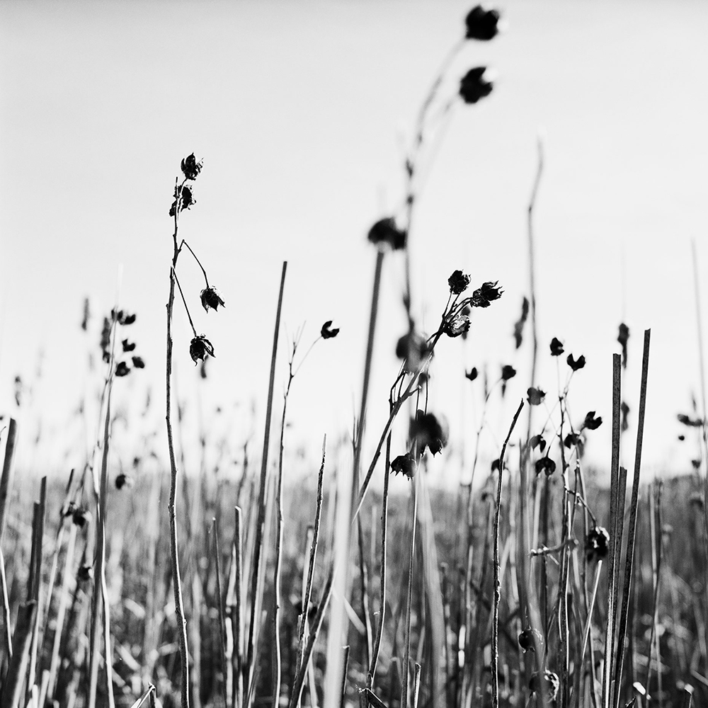 Marsh-plants-scene-01