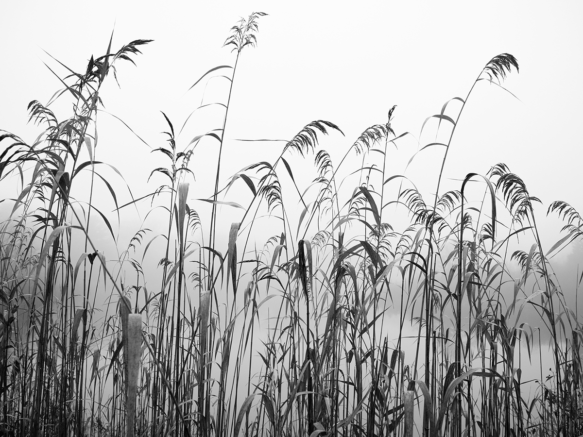 Nodding-reeds