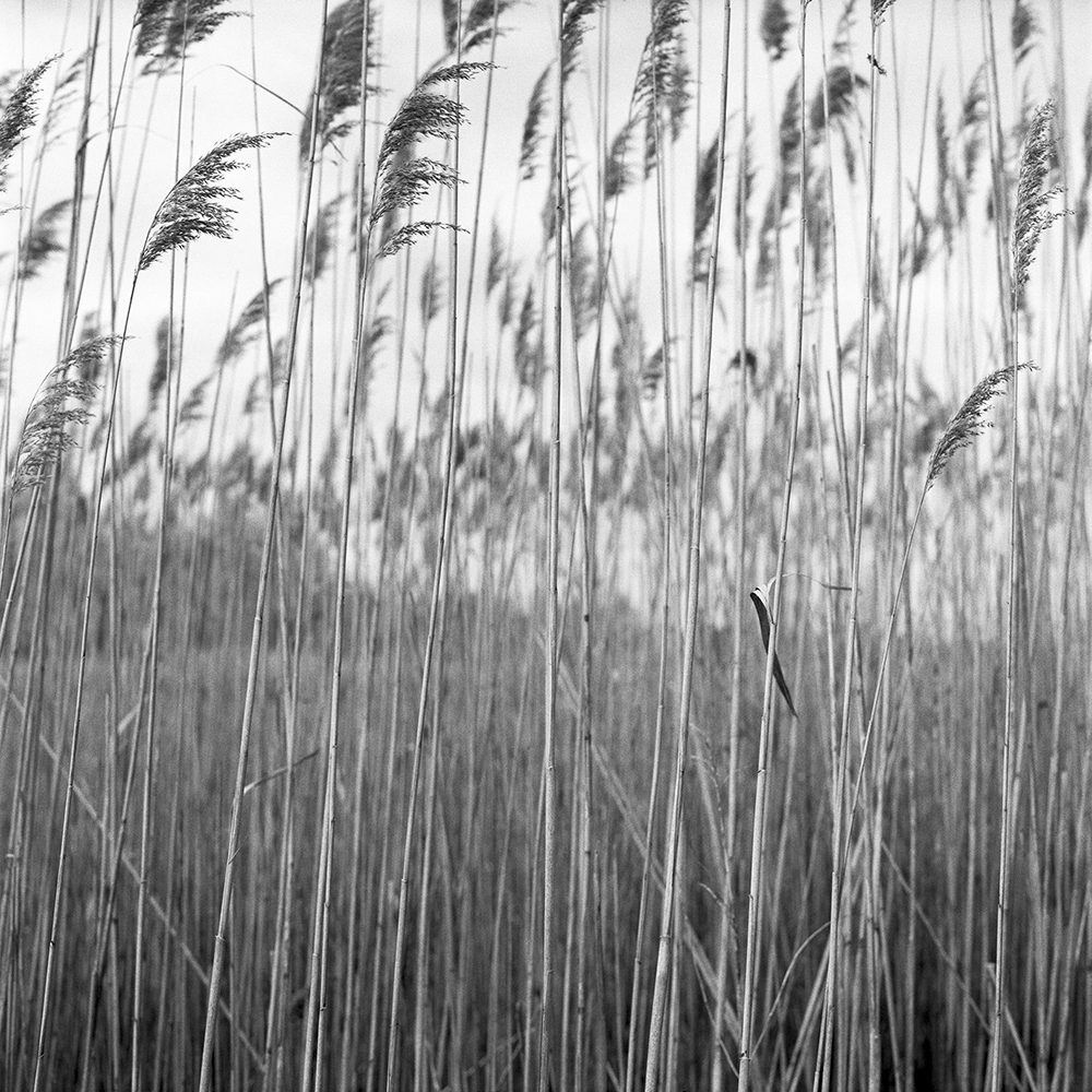 Reeds-scene-04